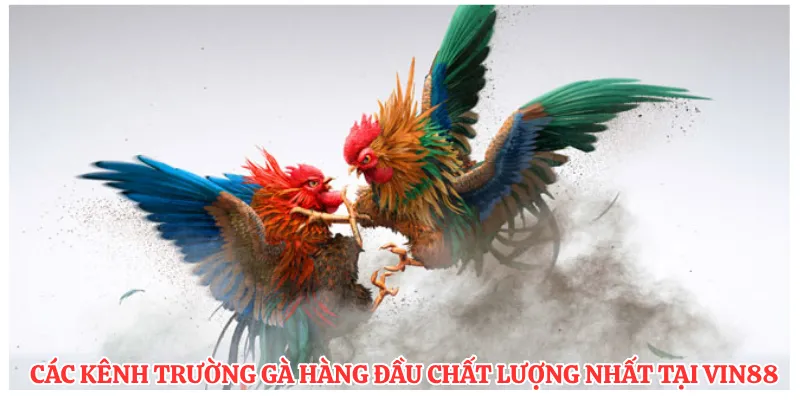 Các kênh trường gà hàng đầu chất lượng nhất tại VIN88